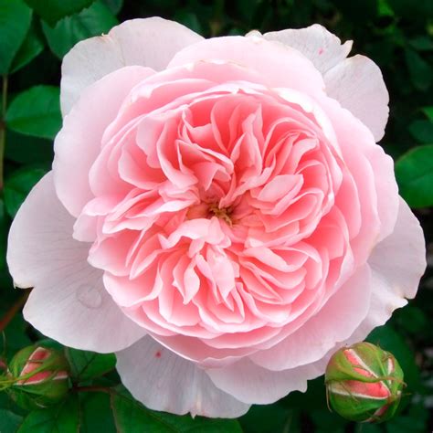 Flor Nacional de Inglaterra (Rosa Tudor) .